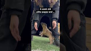 Lilith Turning Into A Little Demon Shark