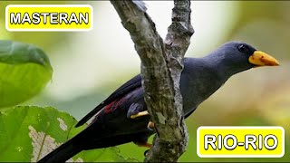 Masteran Burung Rio Rio 1 Jam Non Stop