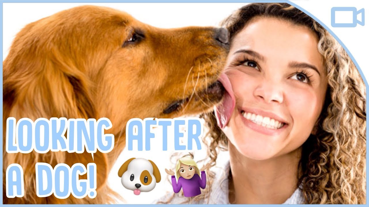 How to Look After a Dog! YouTube