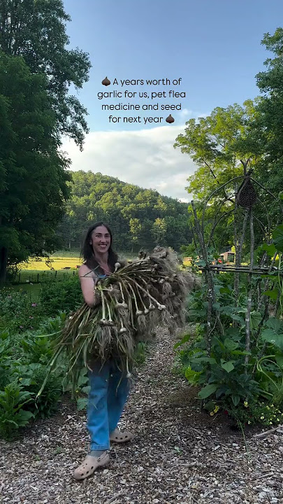 This is my second year growing garlic from my own saved seed and enough for us for the full year 🤩