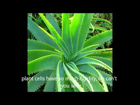 Learnin' About Cells Isn't That Complicated - A song for learning about cells.