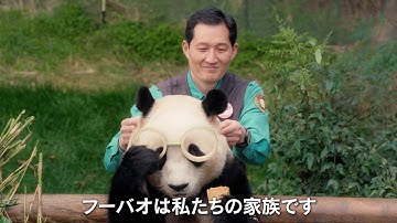 韓国で生まれたパンダ・フーバオと飼育員の心温まる愛の物語　“避けられない別れ”に涙する予告編が公開　映画『私の親愛なるフーバオ』予告編