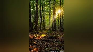 سورة القيامة ( كامله) بصوت مريح للقلب ♥ للقارئ/أنس محمد 🌺|Anas 🌷Mohamed