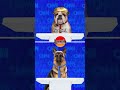 Debate 2024–it’s less upsetting when it’s dogs🐾 @austinnasso #StandUpPets #FunnyDogs