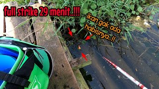 BUKAN MELATIH KESABARAN TAPI MELATIH LENGAN‼️mancing ikan red devil NAHOL MANIA