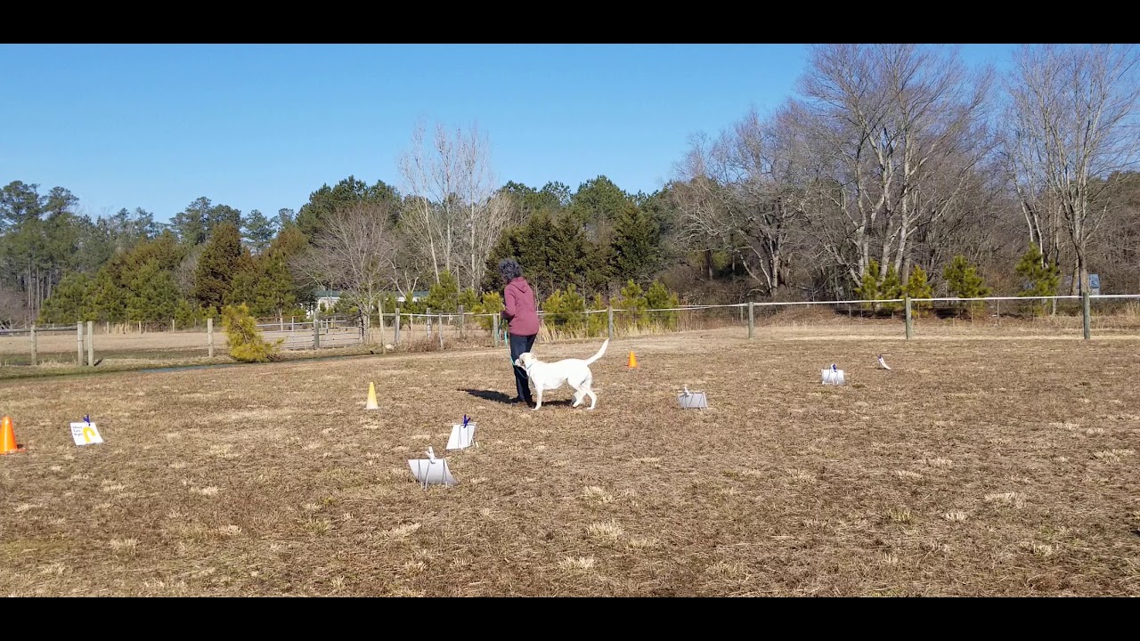 Ari AKC virtual obedience course 1 YouTube