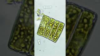 Diatomların Karbondioksit Çektiğini Biliyor muydun?  #biyoloji #bilim #bilimselgerçekler