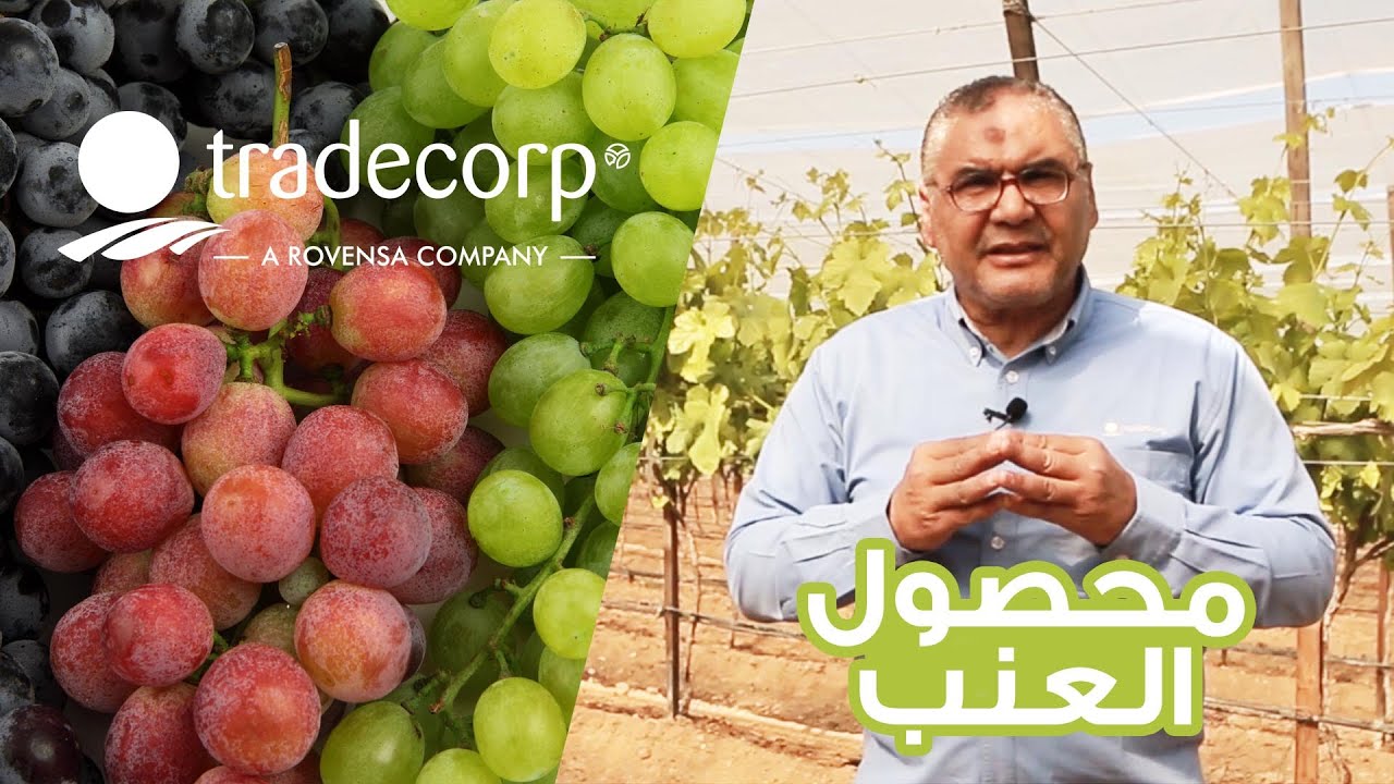 كبسولة زراعية عن محصول العنب - المرحلة الثالثة - إدارة النمو الخضري (نموات من 30سم الى 50سم)