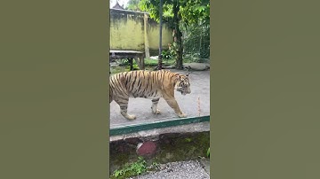 Day 5 in Bali | Ubud🐻🏝️🛖 #shorts #shortvideo #bali #ubud #zoo #youtube #youtubeshorts #blog #like
