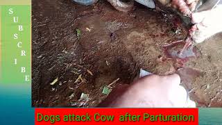 Warning 18+   Dogs eats Vulva and Rectum of Cow