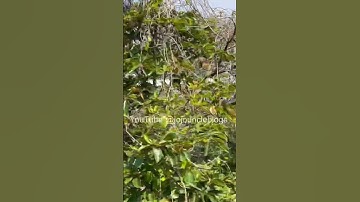 MARIAN COLLEGE KUTTIKANAM #shorts #mariancollege