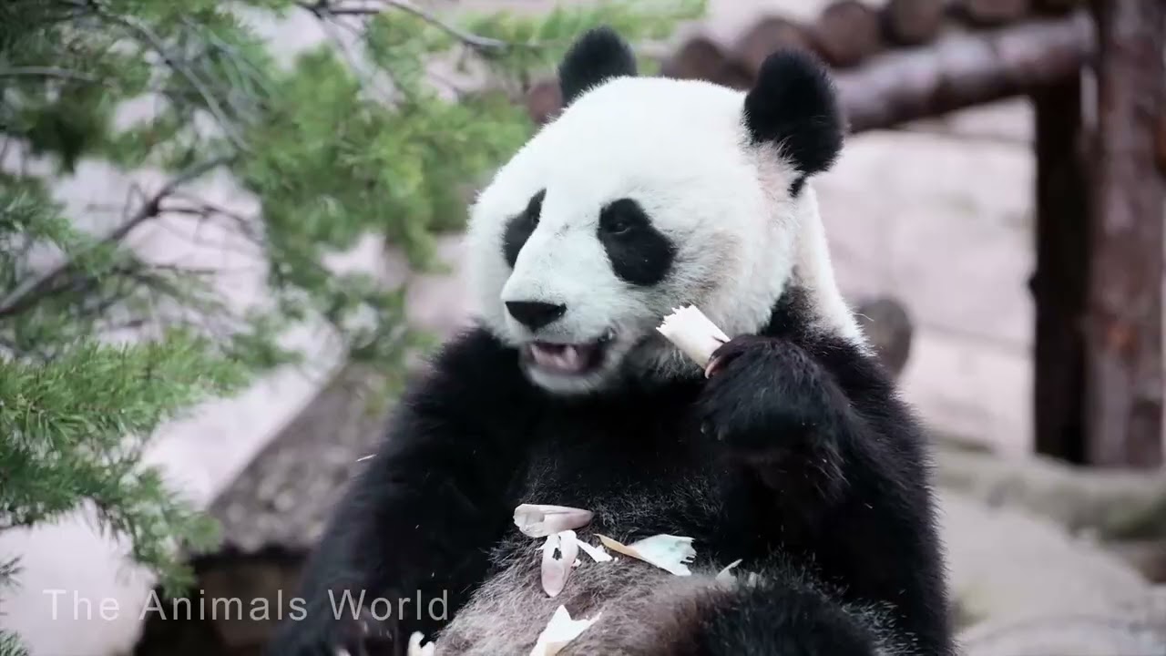 Animals at the zoo : Bear, Rhinoceros, Koala, Zebra, Hippo, Turtle, Lemur, Monkey, Panda, Crocodile