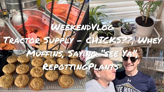 Spend The Weekend With Me Chicks -Did I Whey Muffins, Saying See Ya Later, Finally Repotting