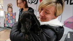 Hundeliebe Grenzenlos E V Topic Youtube