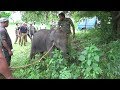 A lost Baby Elephant, taken to a safer place to find its parents. Baby Elephant meets kind Humans