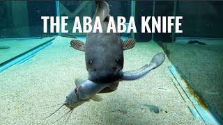 The Aba Aba Knifefish - Live feeders - The last 2 catfish in stock