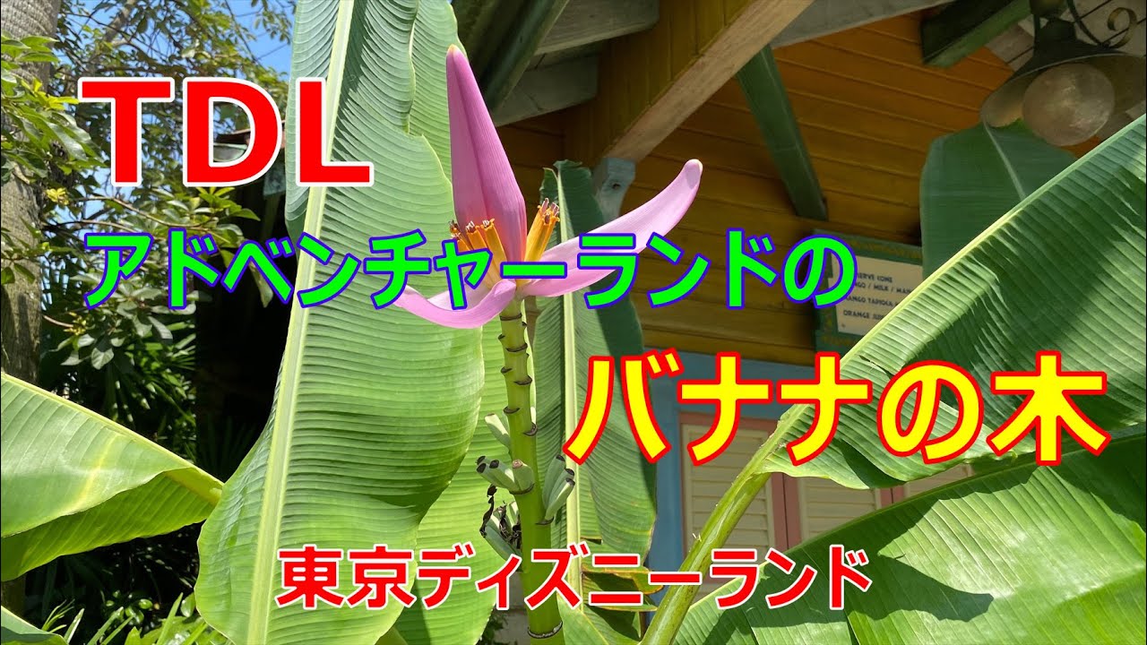 Tdl バナナの木 アドベンチャーランド 08 07 ディズニーランド スクウィーザーズ トロピカル ジュースバー横 Tokyo Disneyland Banana Tree Youtube