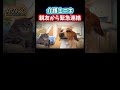 親友宅にて緊急事態発生 #shorts #介護 #介護士 #猫ミーム #鳥ミーム