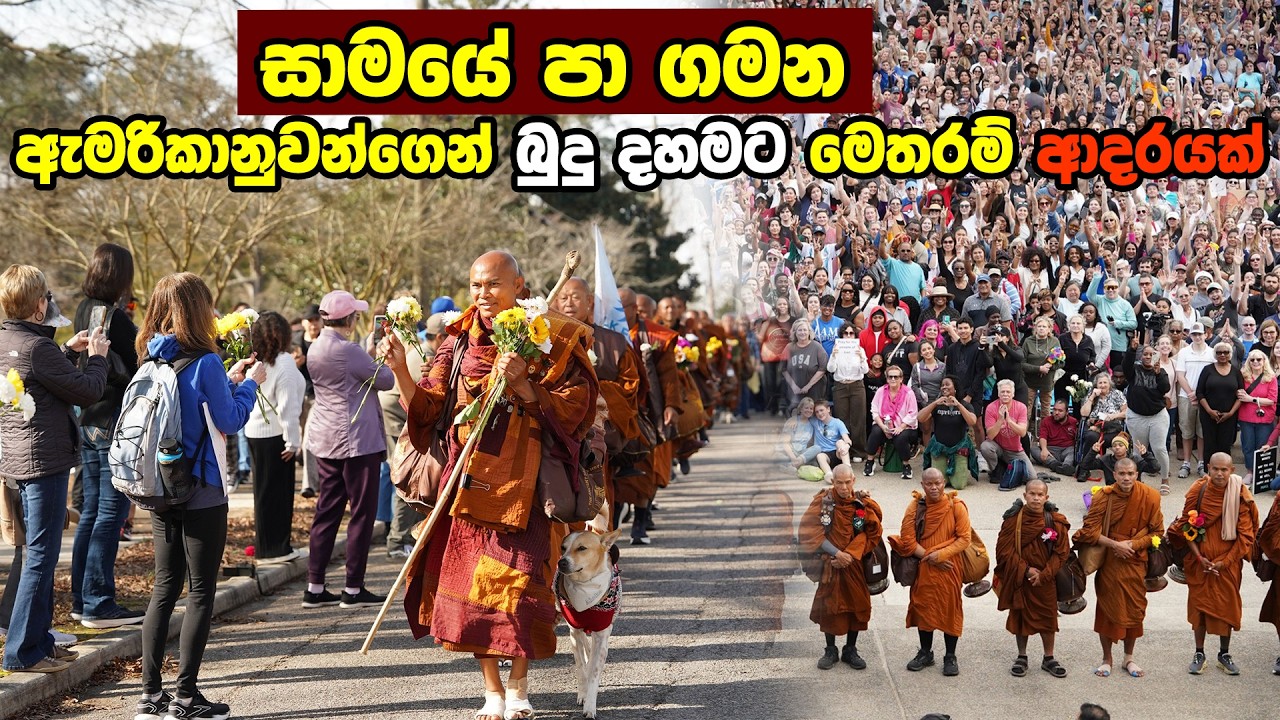 සාමයේ පා ගමන | Walk for Peace ☸️| Buddhist monks and the Aloka dog inspire the world.
