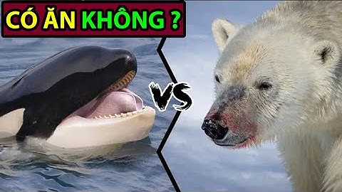 Cá Voi Sát Thủ có ăn thịt Gấu Bắc Cực không? -Động Vật Facts #60