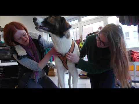 Video: Können Hundegeschirre immer getragen werden?