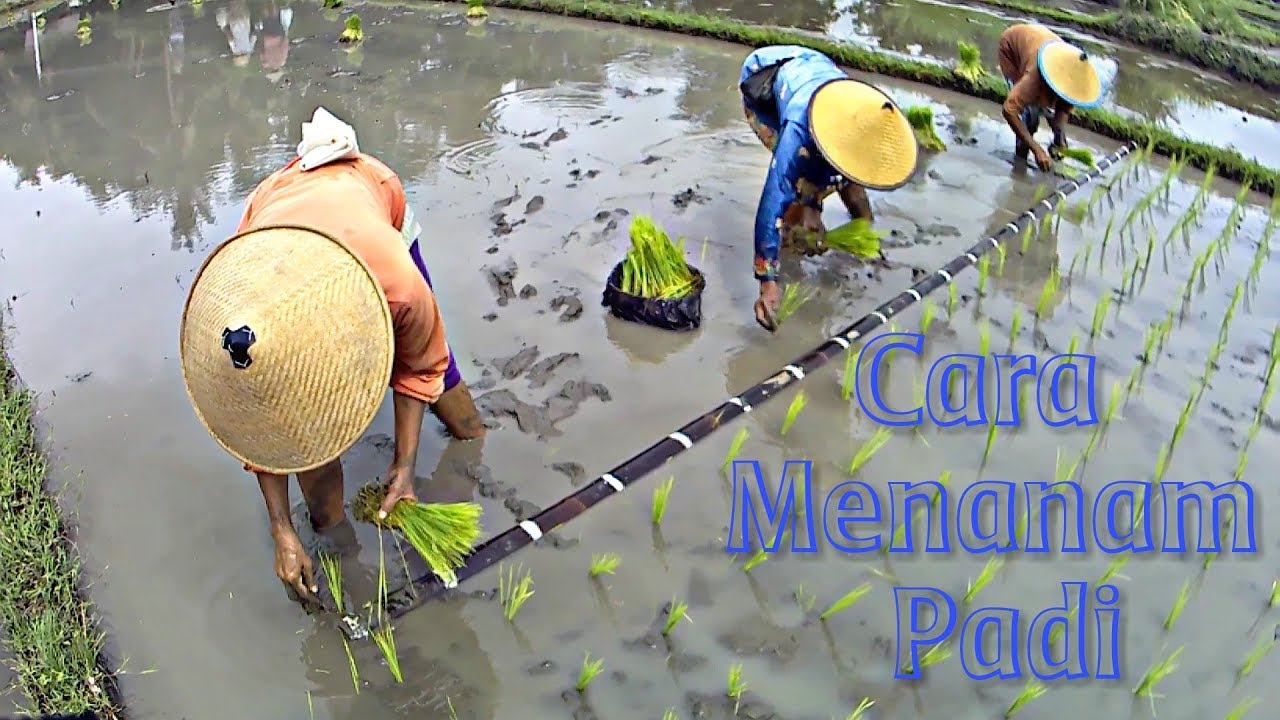 Cara menanam padi - YouTube