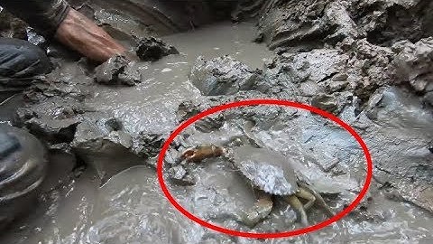 Theo Chân các bác bắt cua biển ở rừng đước Cà Mau