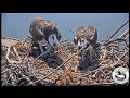 First Osprey Chick Hatches May 12, 2017