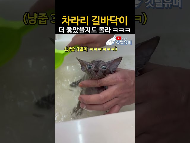 집냥이가 되기 위한 마지막 관문 ㅋㅋㅋㅋㅋㅋ