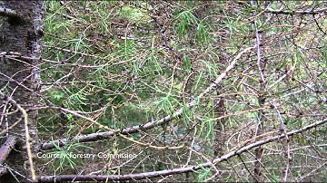 Forest management due to the tree disease Phytophthora Ramorum