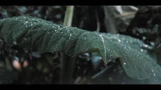 Yağmurlu Huzur Verici Doğa Ve Müzik Peaceful Nature And Music 4K Ultra Hd