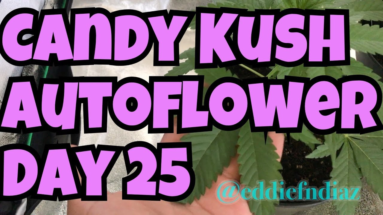 Candy Kush Autoflower Grow Log Day 25 YouTube