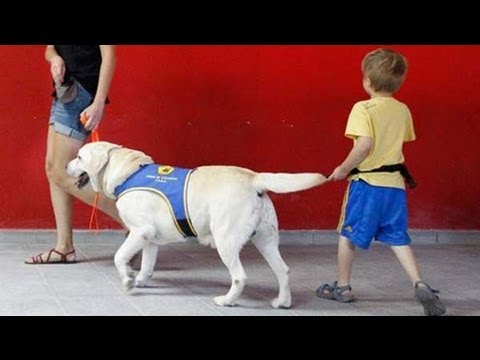 Perros de ayuda para niños con autismo