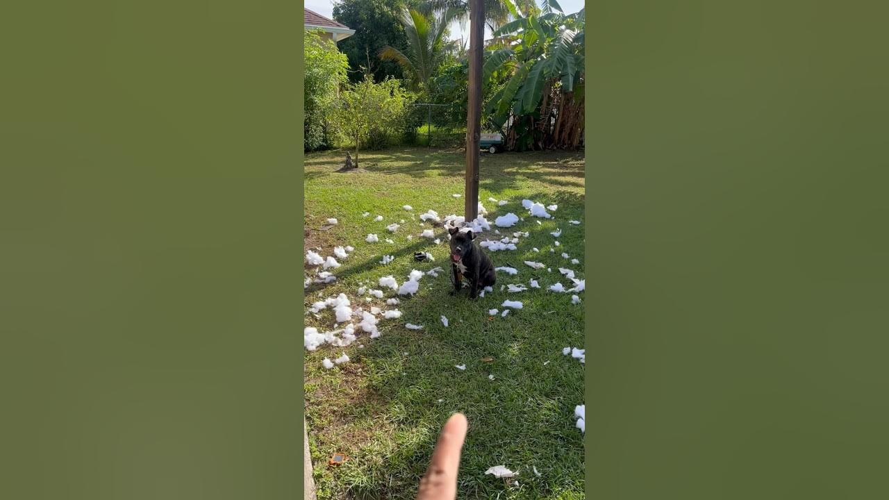 Dog eats pillows for thanksgiving dinner 🤦🏽‍♂️ shorts YouTube