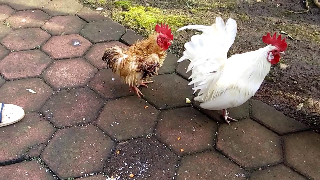 Unduh 47 Gambar Ayam Jago Yg Lucu Terupdate Gambar Lucu