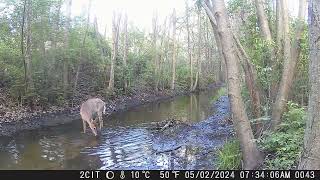 CITWC Nature Park Trail Cam Videos #93 042024 Deer Possom Raccoon Dog Groundhog