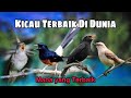 10 kicau burung terbaik dunia Menurut anda mana yang terbaik