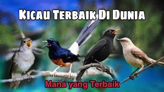 10 kicau burung terbaik dunia Menurut anda mana yang terbaik