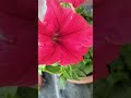 Oi Jaan Oi Akakh khan Dhuniya l Zubeen Garg Famous Bihu #short #Rubi's Music