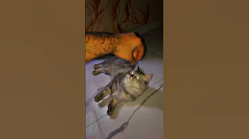 It S Playtime With Kuku Kuku Cats Catvideos Catshorts Catlovers Catmemes Catholic 