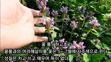 [ 약초 ] 꿀풀 ( 하고초 )효능1부