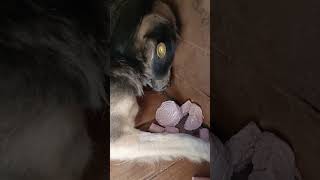 Тбилиси 🇬🇪 Сакартвело 💌 Грузия Приют Тамаза Элизбарашвили 🐕💌🍀🙏