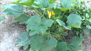 Summer Gardening in July