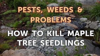 how to get rid of maple seedlings in mulch