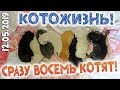 КОШКА ПРИНЕСЛА ВОСЬМЕРЫХ КОТЯТ! ❆ КОТОЖИЗНЬ! 12 мая 2019