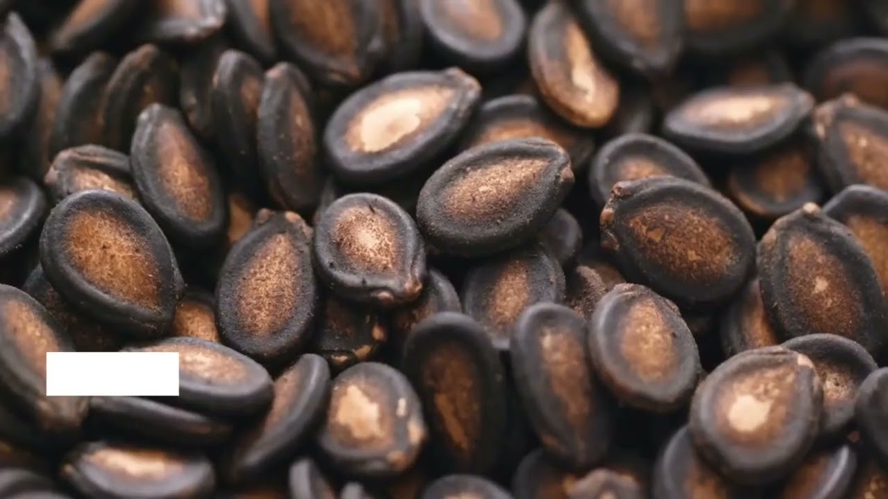 10 Small Pest Solutions Organic methods