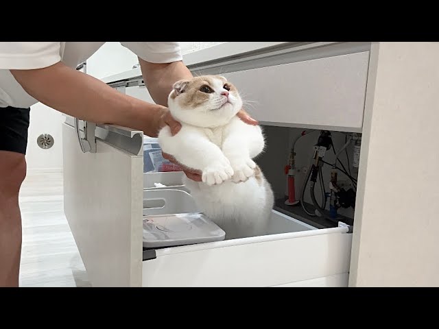 おやつの棚に忍び込んで盗み食いしようとたら捕まっちゃった子猫がかわいすぎたw