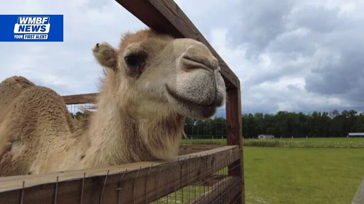 Horry County farm with unique animals set to open Mother’s Day weekend