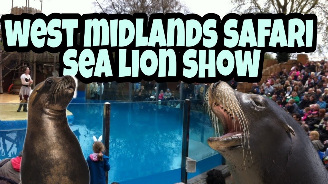 west midland safari sea lion show