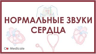 Нормальные звуки сердца, точки аускультации, тоны сердца S1 и S2